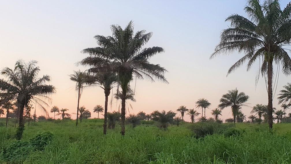A typical landscape in Sierra Leone